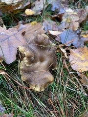 Craterellus tubaeformis
