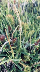 Plantago carnosa