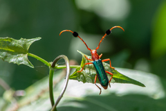 Compsocerus violaceus