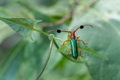 Compsocerus violaceus
