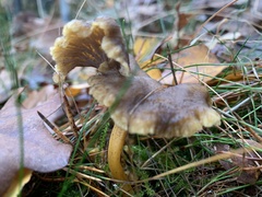 Craterellus tubaeformis