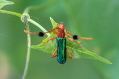 Compsocerus violaceus