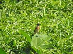 Saxicola stejnegeri