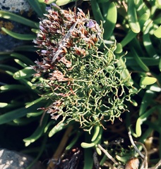 Limonium scabrum scabrum