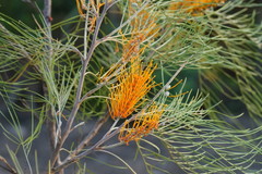 Grevillea pteridifolia