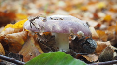 Russula atropurpurea