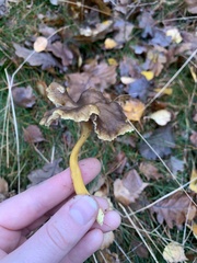 Craterellus tubaeformis