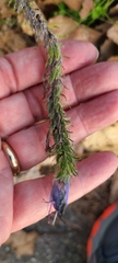 Echium vulgare