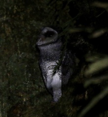 Tyto tenebricosa