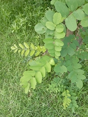 Robinia