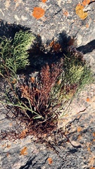 Limonium scabrum scabrum