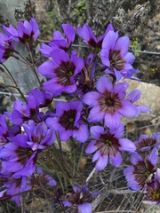 Leucocoryne purpurea