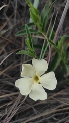 Thunbergia atriplicifolia