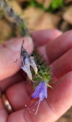 Echium vulgare