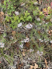 Ionactis linariifolia