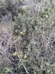 Atriplex polycarpa
