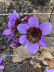 Leucocoryne purpurea