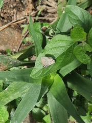 Leptotes pirithous
