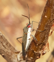 Leptocoris