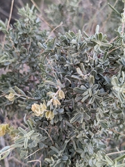 Atriplex polycarpa