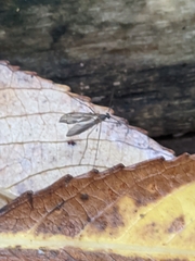 Trichocera annulata