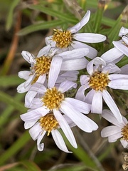Ionactis linariifolia