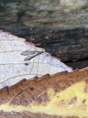 Trichocera annulata