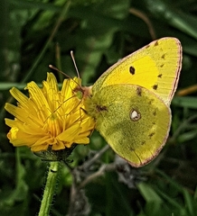 Colias croceus