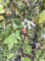 Eupatorieae