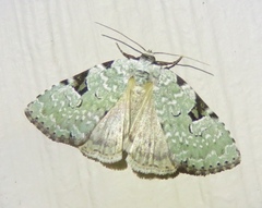 Leuconycta diphteroides