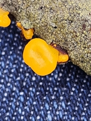 Dacrymyces minor