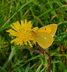 Colias croceus