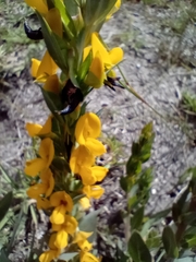 Rafnia elliptica
