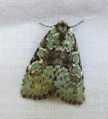 Leuconycta lepidula