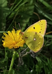 Colias croceus