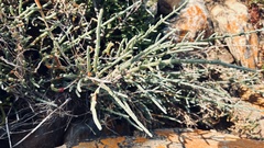Salicornia littorea