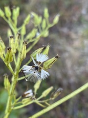 Arnoglossum