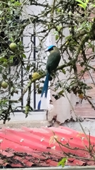 Momotus aequatorialis