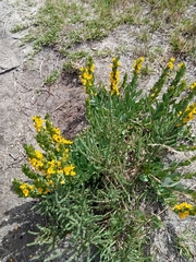 Rafnia elliptica