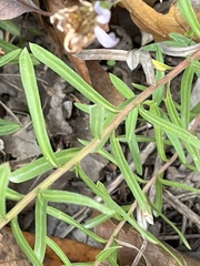 Ionactis linariifolia