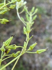Arnoglossum