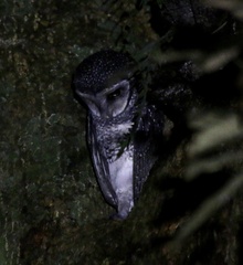 Tyto tenebricosa