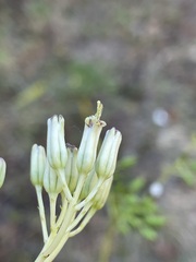 Arnoglossum
