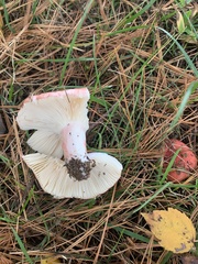 Russula tenuiceps