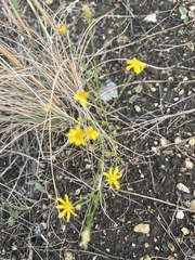 Gutierreziinae