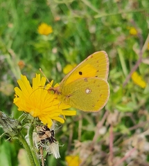 Colias croceus