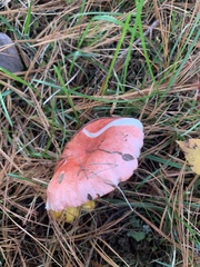 Russula tenuiceps
