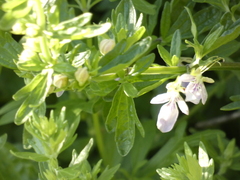 Teucrium bicolor