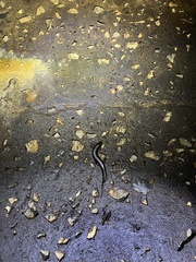 Caudata