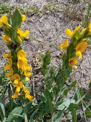 Rafnia elliptica